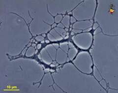 Plancia ëd Corallomyxa