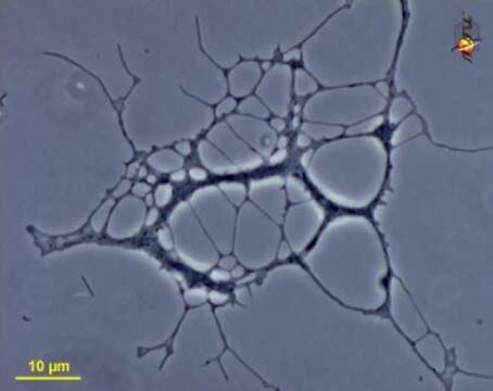 Image of Corallomyxa