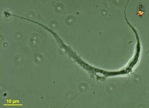 Image of Corallomyxa