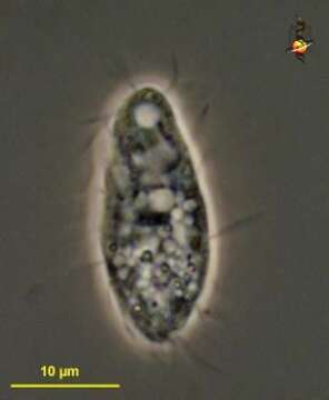 Image of Cyrtolophosis Stokes 1885