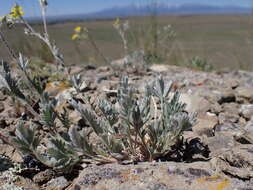 Image of woolly cinquefoil