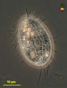 Image of Urocyclon Song & Wilbert 2000