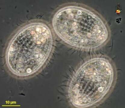 Image of Urocyclon Song & Wilbert 2000