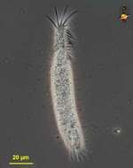 Image of Trachelostylidae