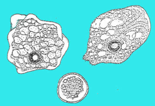 Image of Entamoebidae