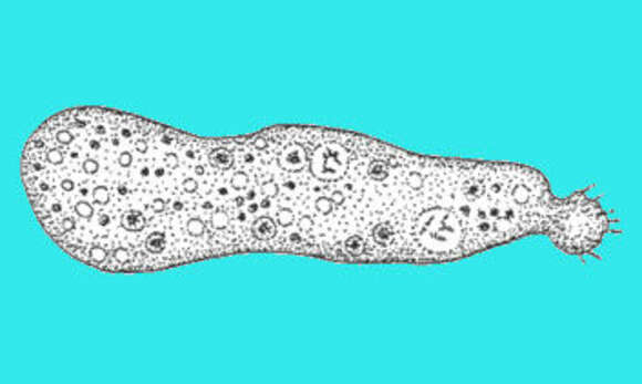 Image of Protozoa