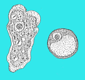 Iodamoeba Dobell 1919的圖片