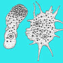 Image of Paramoeba