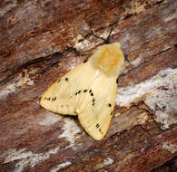 Image of Spilosoma lutea Hüfnagel 1766