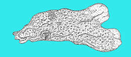 Image of unclassified Amoebozoa