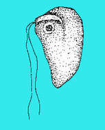 Image of unclassified Heterolobosea