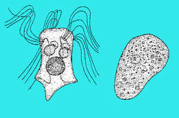 Image de Psalteriomonadidae