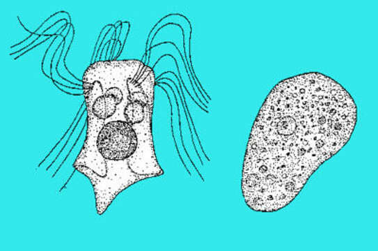 Image of Psalteriomonadidae