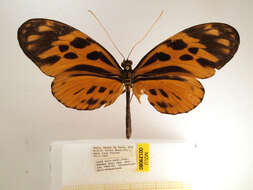 Image of Heliconius numata