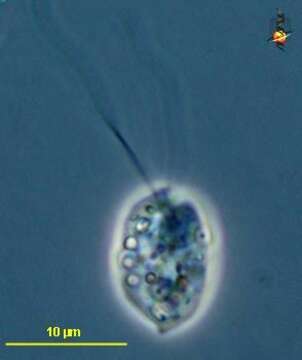 Image of Cryothecomonas Thomsen Buck, Bolt & Garrison 1991