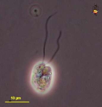 Image of Cryothecomonas Thomsen Buck, Bolt & Garrison 1991