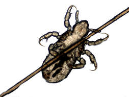 Image of sucking louse