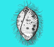 Image of Holomastigotoides