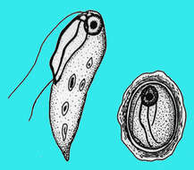 Imagem de Retortamonadidae