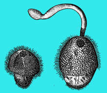 Image de Rostronympha Duboscq, Grassé & Rose 1937