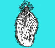 Image of Teranymphidae