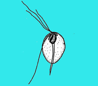 Image de Monocercomonadidae
