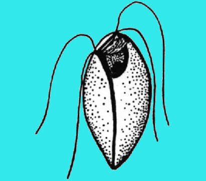 Image of Monocercomonoides Travis 1932