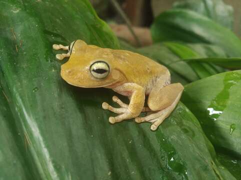 Image of Boana platanera