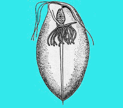 Image of Pseudodevescovina Sutherland 1933