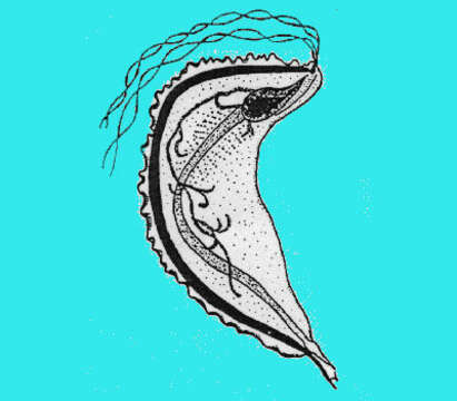 Image of Pseudotrypanosoma