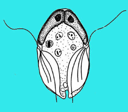 Image of Hexamitidae