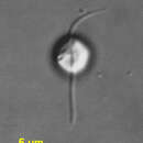 Image of Caecitellus parvulus