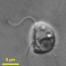 Image of <i>Cafeteria marsupialis</i> Larsen & Patterson 1990