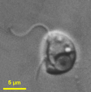 Image of <i>Cafeteria marsupialis</i> Larsen & Patterson 1990