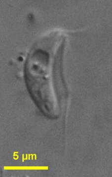 Image of Carpediemonas-like organisms