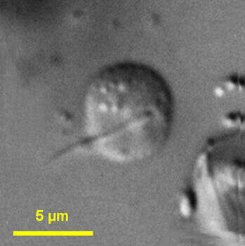 Image of Discocelis saleuta Vørs 1988