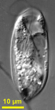 Image of Dolium sedentarium Larsen & Patterson 1990