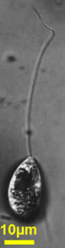 Image of Heteronema globuliferum (Ehrenberg) Stein 1878
