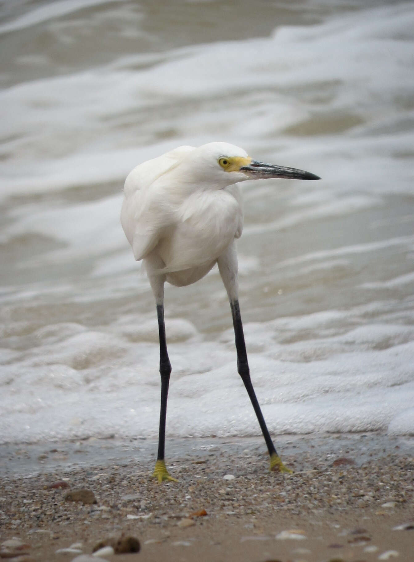 Image of Snowy Egret