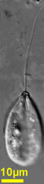 Image of Notosolenus ostium