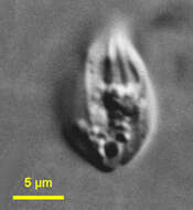 Image of Notosolenus urceolatus