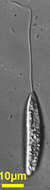 Image of Peranema trichophorum
