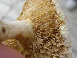 Image of Neolentinus lepideus (Fr.) Redhead & Ginns 1985