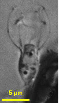 Image of Stephanoeca diplocostata