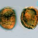 Image of Adenoides eludens