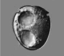 Image of Amphidiniopsis arenaria M. Hoppenrath 2001