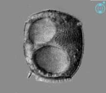 Image of Amphidiniopsis dentata M. Hoppenrath 2001