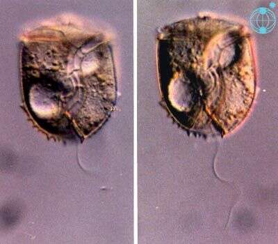 Image de Amphidiniopsis hirsutum (Balech) J. D. Dodge 1982