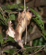 Image of Mexican Mouse Opossum