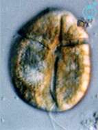 Image of Amphidinium corpulentum